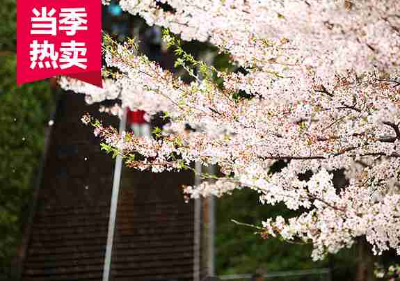 【约惠日本】东京、富士山、箱根温泉、京都、大阪2飞6日(只收大连户口)