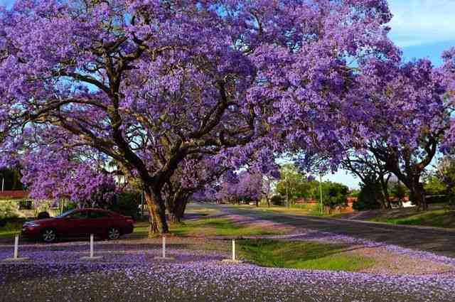 澳洲蓝花楹花期是什么时候？花开的最好的地方是哪里？