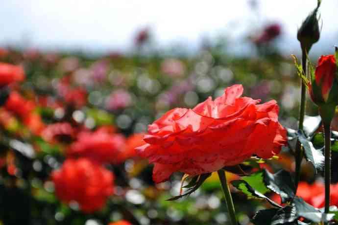 肯尼亚玫瑰—田野中的“金子”