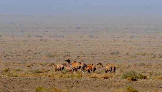 去新疆旅游的游客注意啦，罗布泊野骆驼保护区近期严禁入内