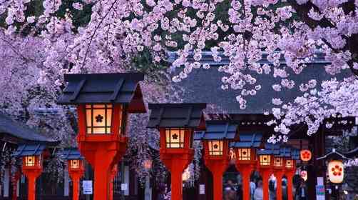 想去日本赏樱？日本樱花攻略大全