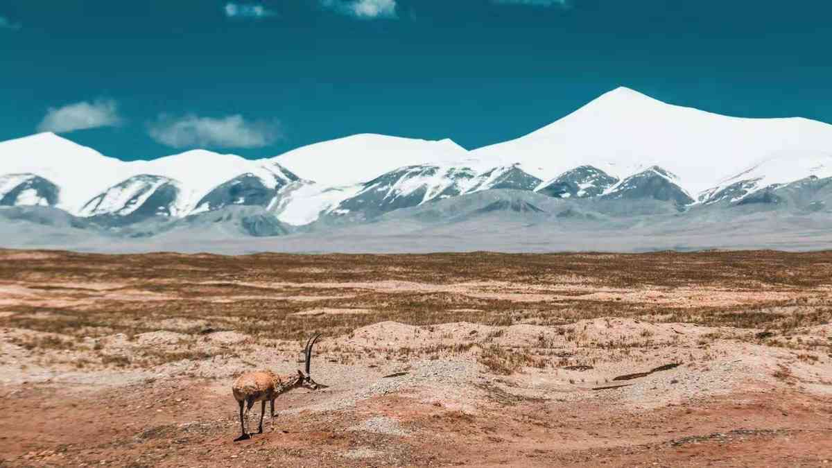 可可西里无人区在哪里？可可西里旅游攻略