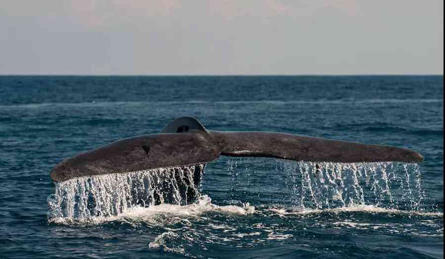 全球最佳蓝鲸观测点——斯里兰卡美瑞莎