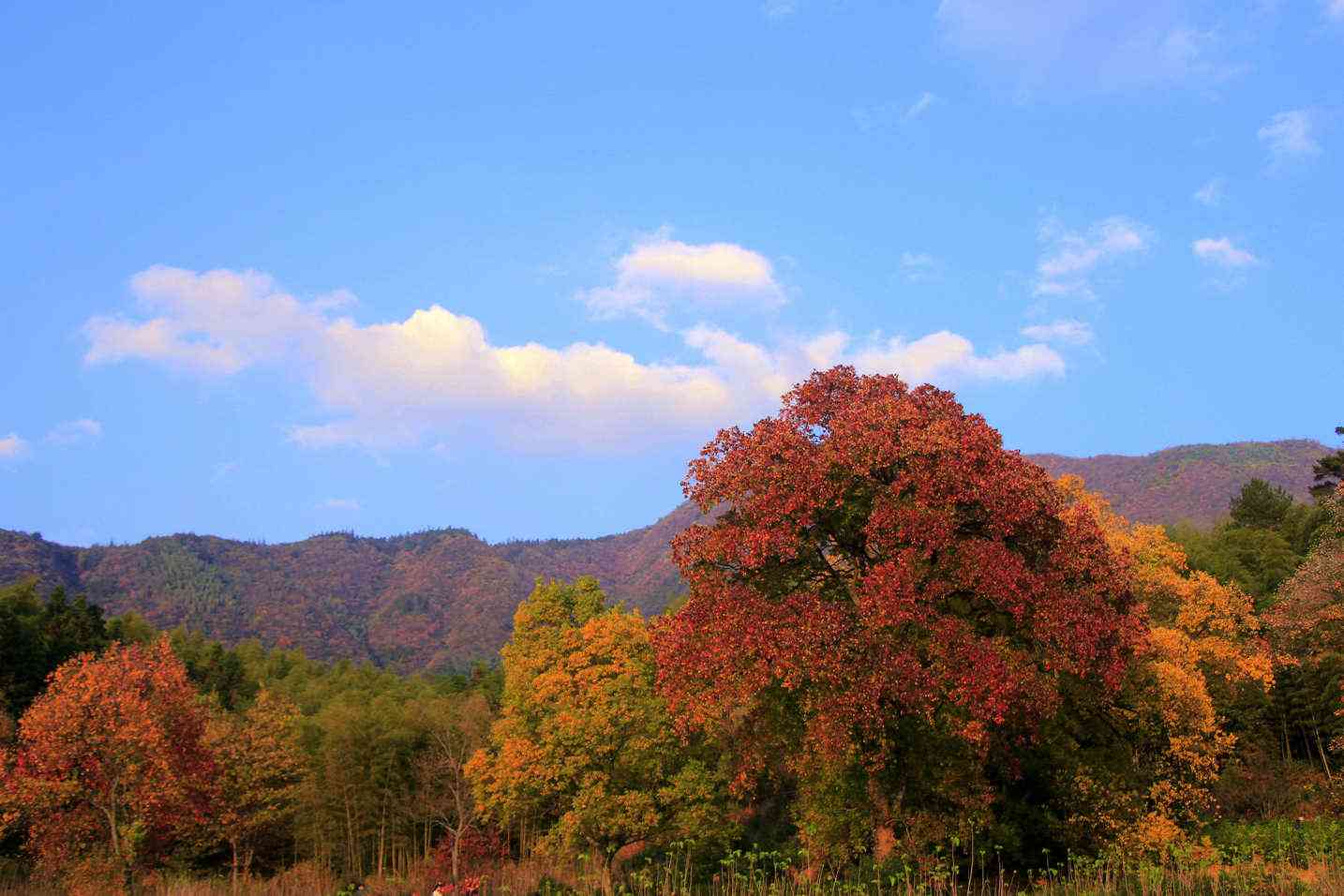 安徽黄山风景好吗？