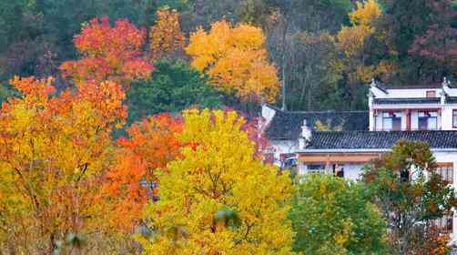 塔川最佳旅游时间是什么时候，塔川秋色景点看点推荐