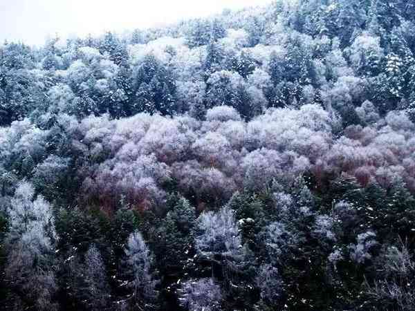 成都附近2小时，西南最大的雪山花海观赏地！