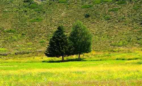新疆可可托海有一对夫妻树