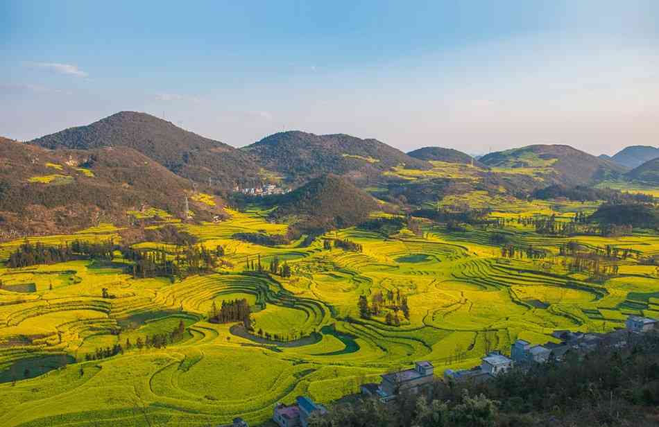 云南罗平油菜花最佳花期、最佳观赏点推荐