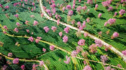 盘点国内樱花景点，哪里樱花最美？