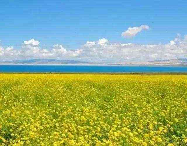 新疆美得窒息的十大花海