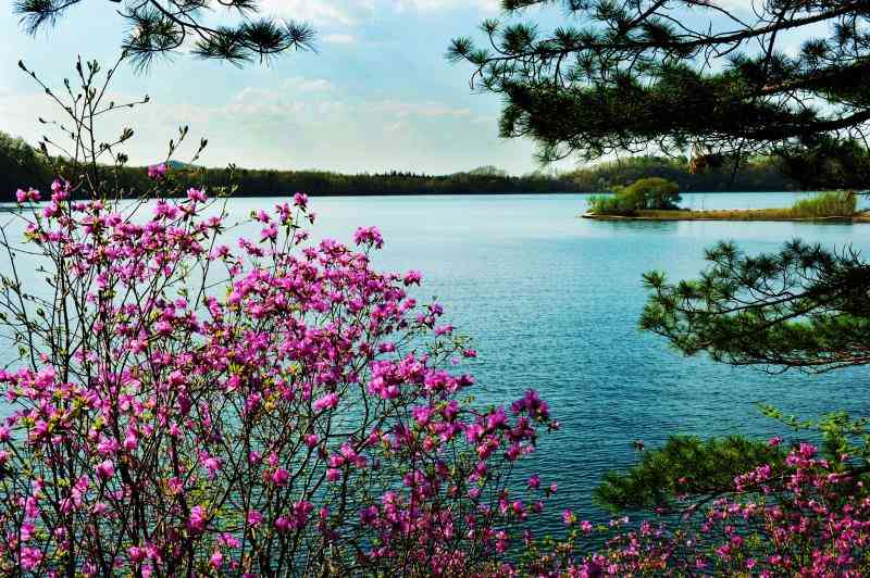 吉林也能看杜鹃花啦，龙湾野生杜鹃花卉旅游节五月开幕开幕