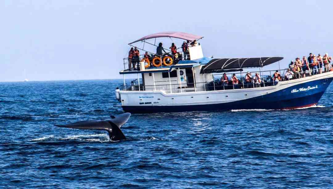 全球最佳蓝鲸观测点——斯里兰卡美瑞莎
