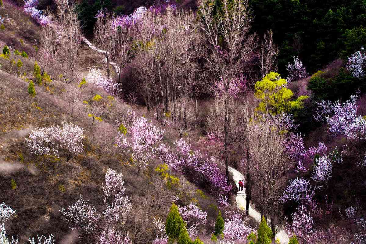 金山岭长城赏花线路