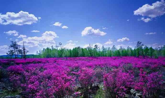 4月的大兴安岭，神奇的杜鹃花。