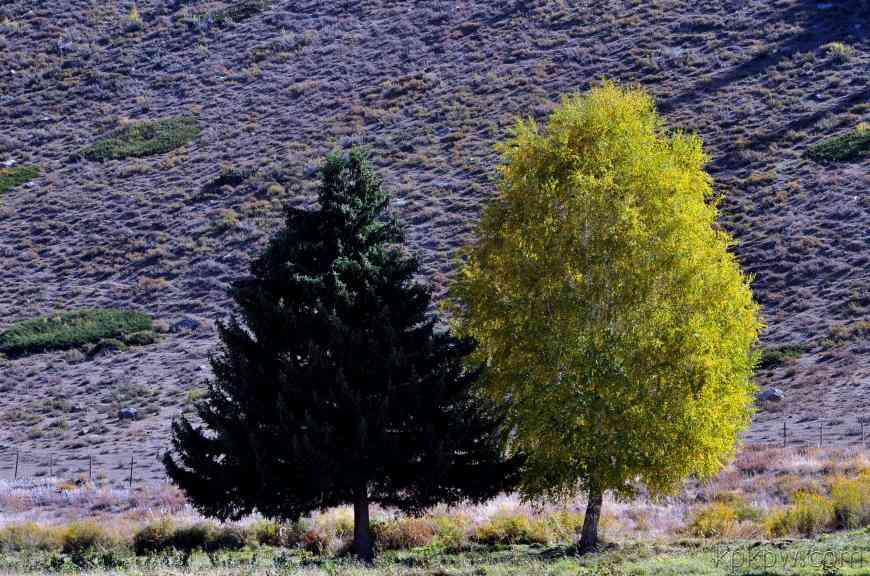 新疆可可托海有一对夫妻树