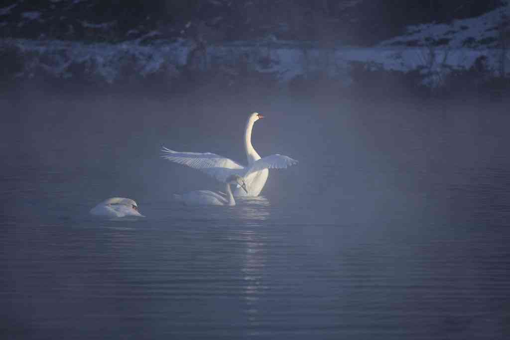 冬日童话的精灵-伊犁天鹅泉的天鹅