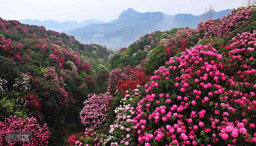 贵州旅游攻略，你不可错过的赏花秘籍