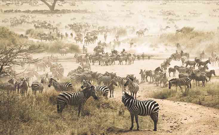 动物大迁徙啥时候？坦桑尼亚进行时