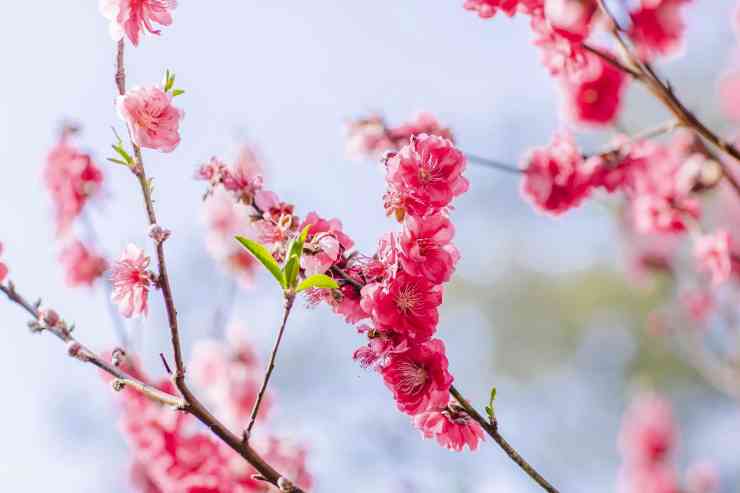 新疆花期预测，新疆赏花行前指南