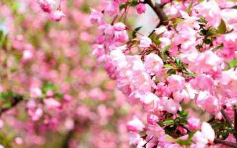 春季来上海看花,最佳赏花目的地在这里