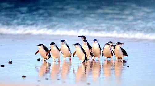 登澳大利亚小众景点菲利普岛，看闻名世界的小企鹅归巢