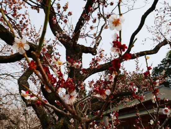 东京小众旅行地