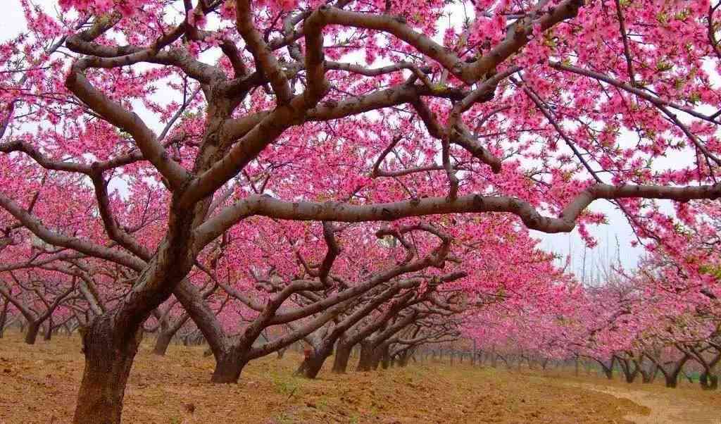 来贵州,不得不去的桃花观赏地