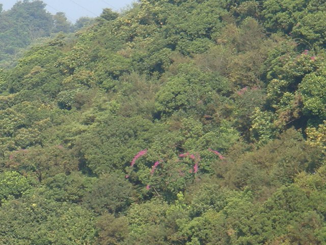 莲花山