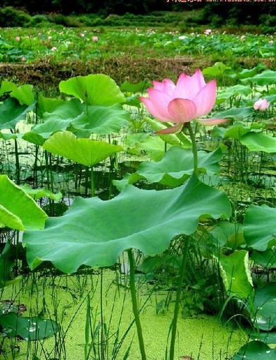 莲花峰