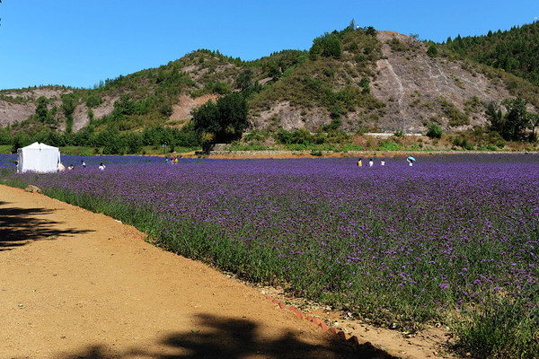 北京紫海香堤香草艺术庄园