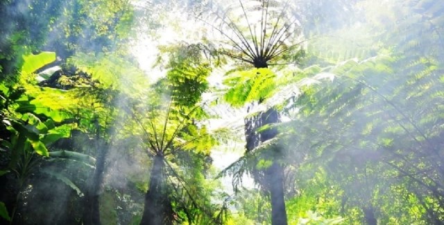 乐土亚热带雨林自然保护区
