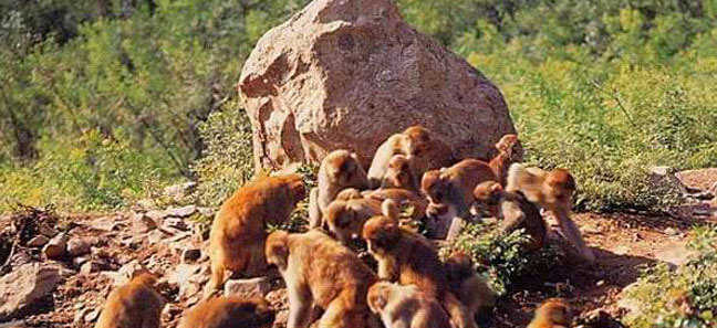 太行山猕猴保护区