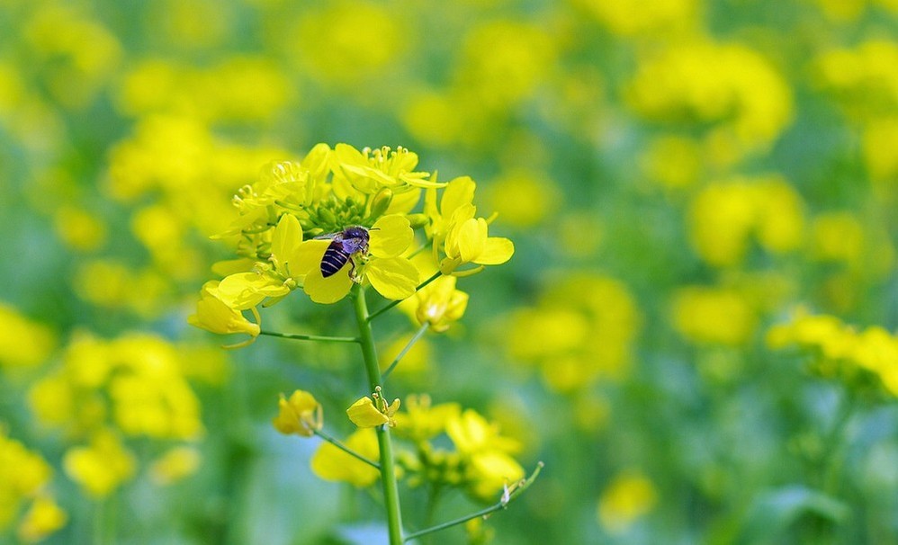 西燕镇油菜花田