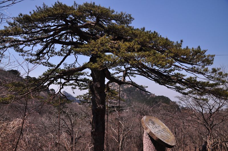 黑虎松