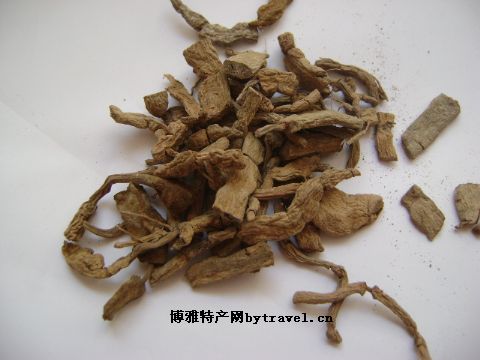 广东巴戟天