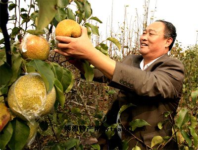 山阳大梨