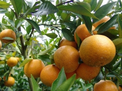 新竹柑橘