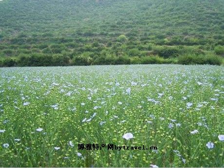 后山胡麻油