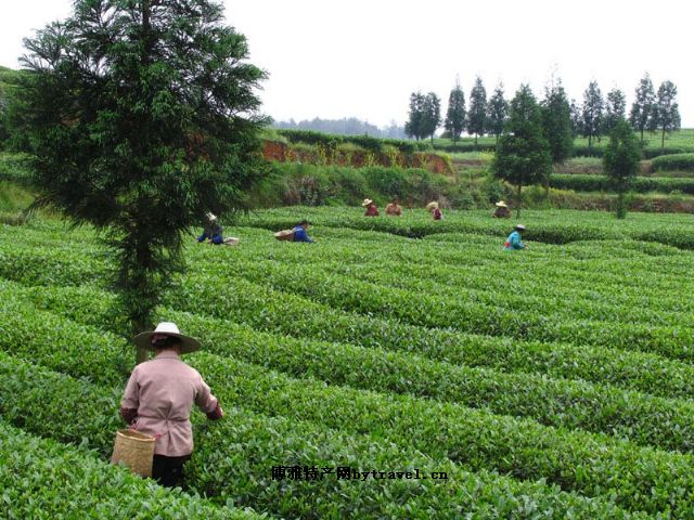 车门湾茶叶