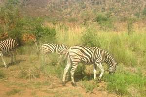 北京到南非旅游多少钱，跟团去南非8日游比林斯堡野生动物保护区