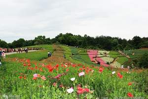 油菜花旅游 成都金堂油菜花节 成都去金堂油菜花+杏花村一日游