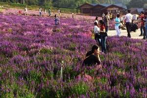 深圳大学班级旅游推荐 东莞龙凤山庄浪漫花海雨休闲一天游