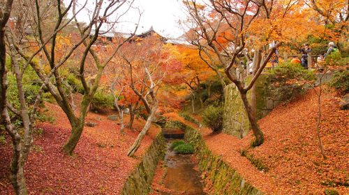 <东京-箱根-名古屋-京都-大阪6日游>全日空，双温泉，3大赏枫圆