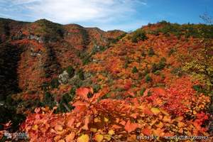石家庄出发看红叶旅游路线 北京香山看红叶一日游