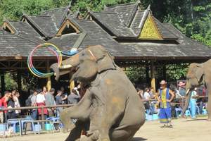 洛阳直飞昆明、大理、丽江、版纳温泉养生度假四飞八日游