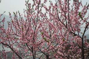 重庆到虎峰山赏桃花一日游|渝之旅告诉你重庆桃花有哪些|团队游
