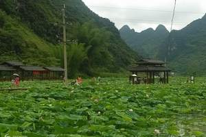 平果旧城八景