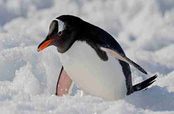 东莞旅游网带你去金佛山看南极白眉企鹅